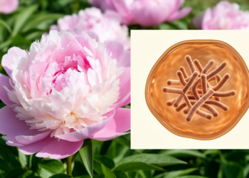 European Peonies Share a Surprisingly Uniform Chromosome Blueprint, Study Finds