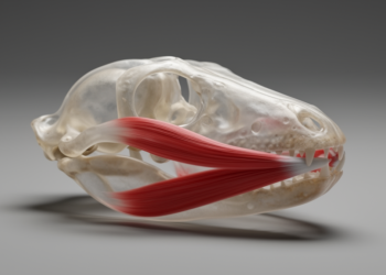 How the Bite Built the Skull: Biomechanics Rewrites the Story of Tetrapod Land Conquest