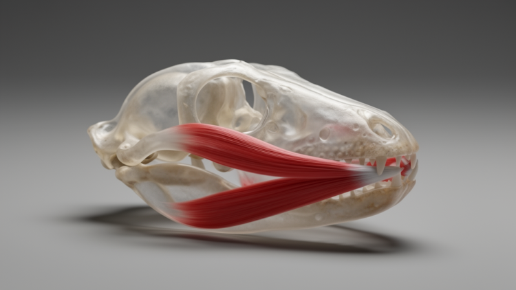 How the Bite Built the Skull: Biomechanics Rewrites the Story of Tetrapod Land Conquest