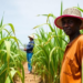 Rwandan Sugarcane Farmers Could Boost Yields Nearly 20 Percent Without Extra Inputs, Study Finds