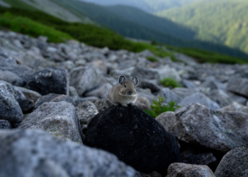 Rocky hideaways may save Japan’s northern pikas from climate warming