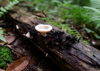 Two New Wood-Decay Fungi Discovered in Southern China Expand Pleurotheciaceae Diversity