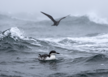 Poor ocean conditions prolong marbled murrelet chick vulnerability to predators