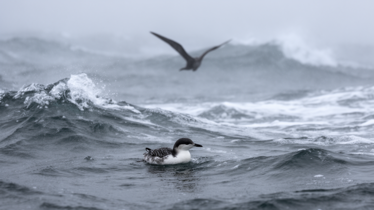 Poor ocean conditions prolong marbled murrelet chick vulnerability to predators