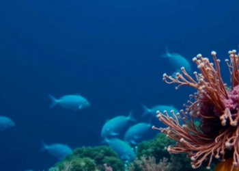 Ocean Life Yields Cancer and Antiviral Drug Clues in New Review