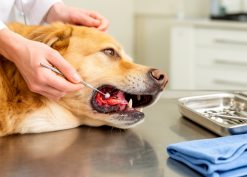 Dental extraction wounds split in one in five dogs