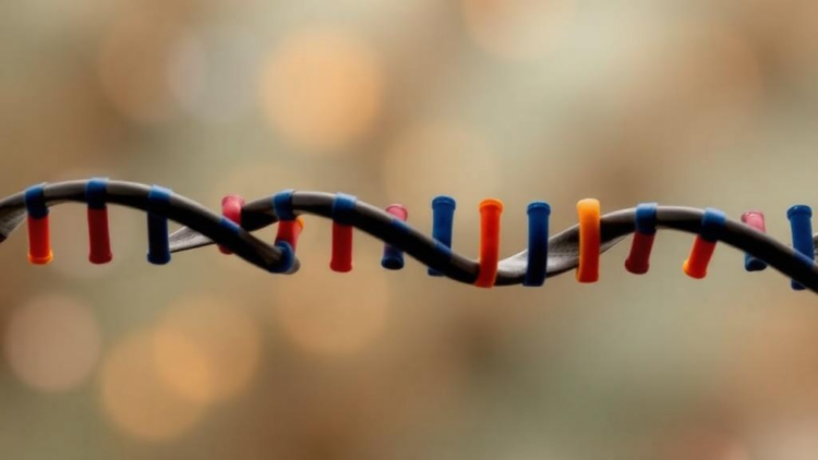 Hidden Flaws in a Leading DNA Methylation Chip Could Skew Studies of Diverse Populations