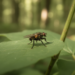 Nearctic fly Cooka incisa recorded in Europe for the first time