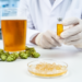 Beer’s Hops Compounds Show Surprise Power Against Kidney Stones in Mice
