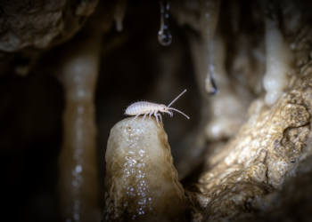 Redescribed Springtails from Balkan Caves Reveal Hidden Diversity of Cave-Dwelling Collembola