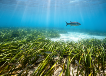 Dense or sparse: seagrass structure decides which fish rule Korean meadows