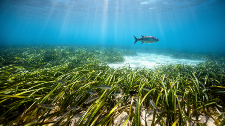 Dense or sparse: seagrass structure decides which fish rule Korean meadows