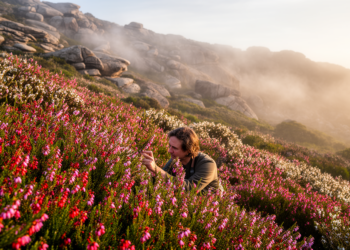 Heathers of the Cape: New Analysis Reveals Hundreds of Erica Species Face Extinction