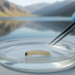 One Tiny Larva in an Ancient Armenian Lake Rewrites the Map of a Hidden Insect Species