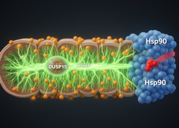 Spinal Hsp90 Blockade Boosts Morphine Pain Relief via DUSP15 in CGRP Neurons