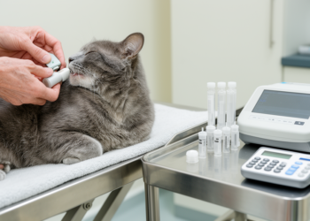 Eleven-year cat study maps metabolic shifts with aging