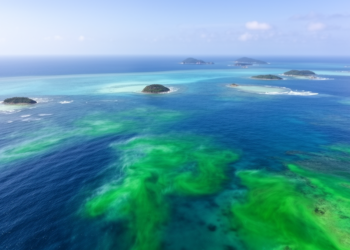 South China Sea heatwaves reveal contrasting regional chlorophyll responses