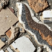 AI Reads Ancient Granite Chemistry to Reconstruct Earth’s Tectonic Past