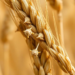 Fungal Growth Machinery Revealed as Weak Point in Devastating Wheat Pathogen