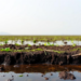 Hidden Metal Signatures in Yangtze Wetland Soils Reveal Microbial Communities Under Pressure