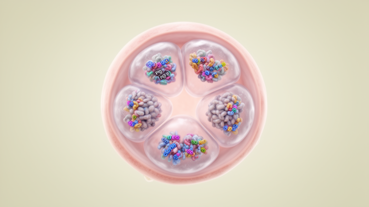 Pig genetics study finds parent-of-origin effects beyond imprinting
