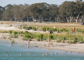 Ecological coastal park restoration sharply cuts carbon and resource use