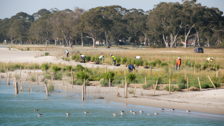 Ecological coastal park restoration sharply cuts carbon and resource use