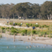 Ecological coastal park restoration sharply cuts carbon and resource use