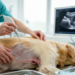 Ultrasound-guided L7 nerve injection feasible in dog cadavers