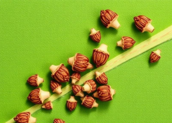 Rue and Ash Leaf Extracts Show Potent Antifungal Power Against Cereal Fusarium Pathogens