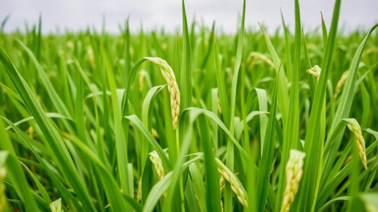 Lab and pot study finds Streptomyces curbs rice sheath blight