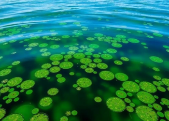 NOAA funds FAU study of persistent harmful algal blooms