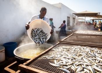 Brine boiling cuts drying time for Kenya’s nutrient-dense Dagaa fish