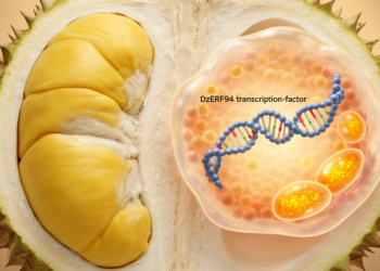 Research report: The regulatory role of DzERF94 in carotenoid biosynthesis during ripening in durian (Durio zibethinus) pulp