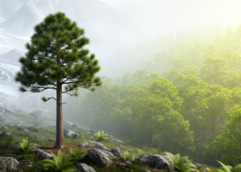 Research report: Ensemble species distribution modelling of climate change impacts on the distribution of Pinus krempfii in Vietnam from the Last Glacial Maximum to 2070
