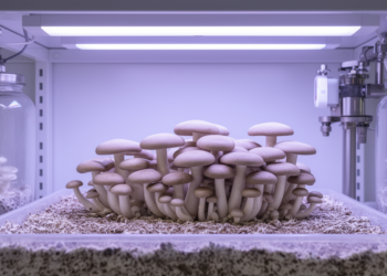 Mushroom process advances target scalable vitamin D2 recovery