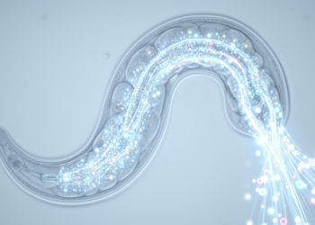 Cold triggers a muscle-to-tissue metabolic network in worms