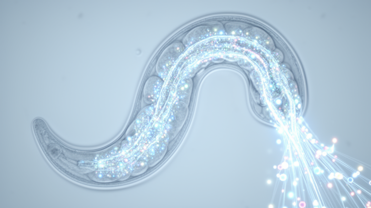 Cold triggers a muscle-to-tissue metabolic network in worms