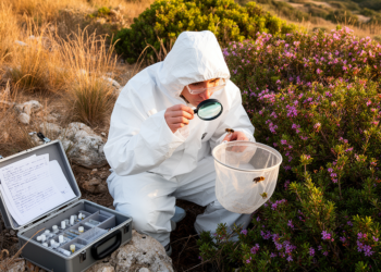 Culuccia survey records 76 bee species and six Sardinian firsts