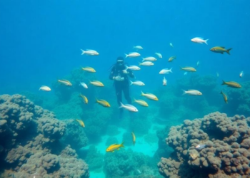 Winter Waters, Richer Reefs: How Season and Depth Shape Fish Life on Oman’s Artificial Reefs