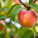 Green Gene Switch Found That Paints Young Peaches and Boosts Fruit Photosynthesis