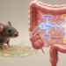 TRPV4–NCX1 coupling links CCK secretion to diarrhea-like changes in male mice