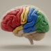Human insula resolves into four functionally distinct regions