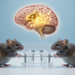 Accumbal dopamine tracks successful coordination and supports cooperation in male mice