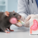 Coenzyme Q10 reduces methotrexate-induced salivary gland injury in male rats