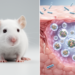 Bacteroides vesicles trigger autophagy and reduce skin colonization in mice