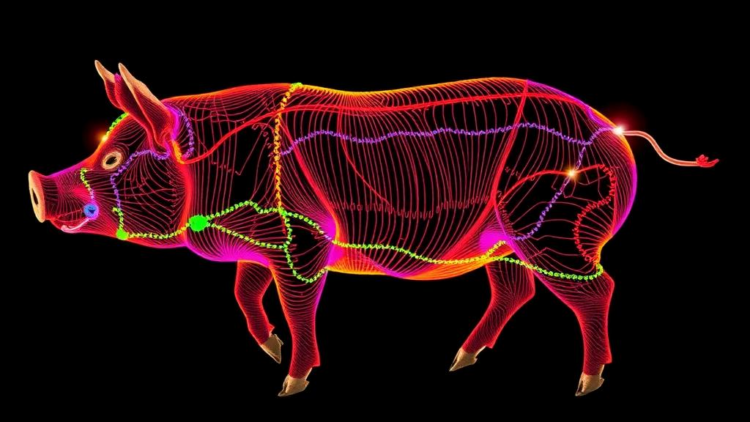 Deep Protein and Gene Maps Reveal How Pig Muscle Fibers Flip From Slow to Fast