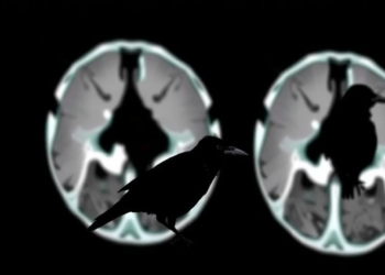 Crows Inspire Self-Tuning Algorithm That Sharpens Low-Dose CT Scans Without Reference Images