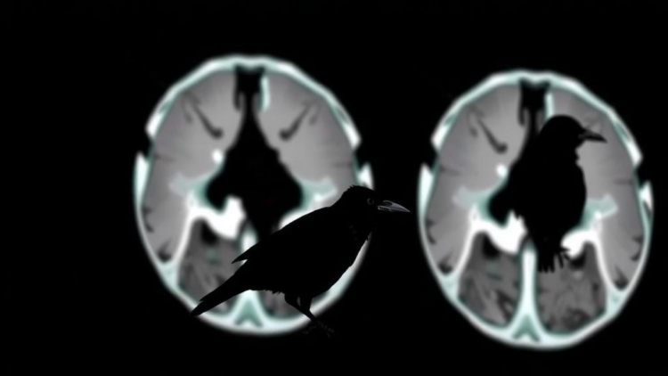 Crows Inspire Self-Tuning Algorithm That Sharpens Low-Dose CT Scans Without Reference Images