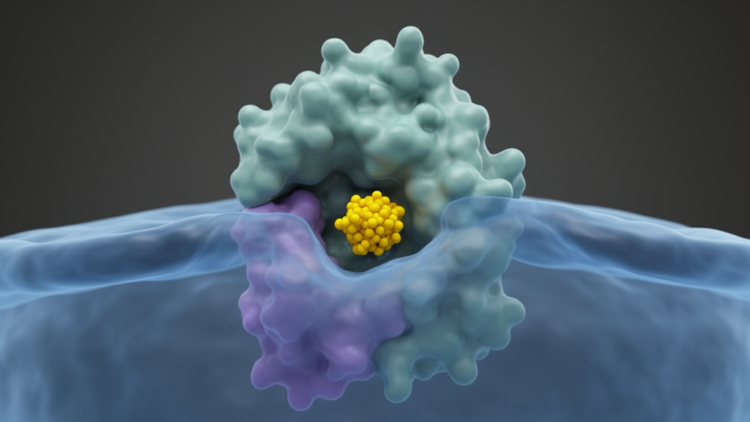 Computational screen identifies naringenin as a CXCR4-binding candidate